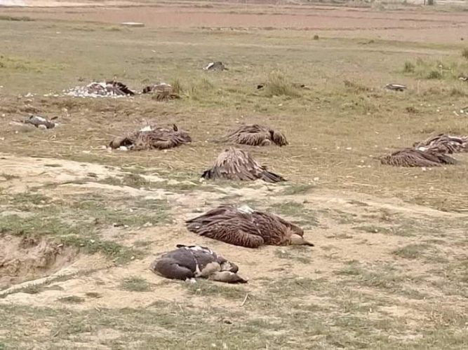 नवलपरासीमा एकैसाथ मरेका ५० प्रतिशत गिद्धको नमूना संकलन गरी पठाइयो काठमाडौं