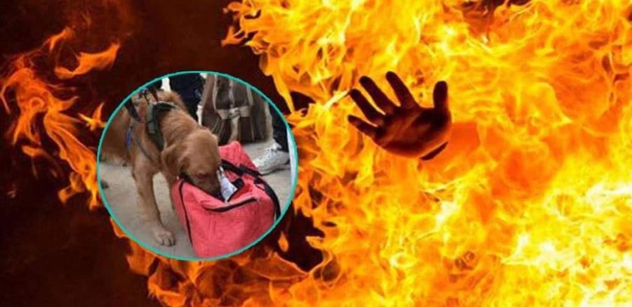 रुपन्देहीमा ३५ वर्षिय युवकलाई जलाएर हत्या, दोषीको पहिचान गर्न नेपालगञ्जबाट तालिम प्राप्त कुकुर अनुसन्धानमा